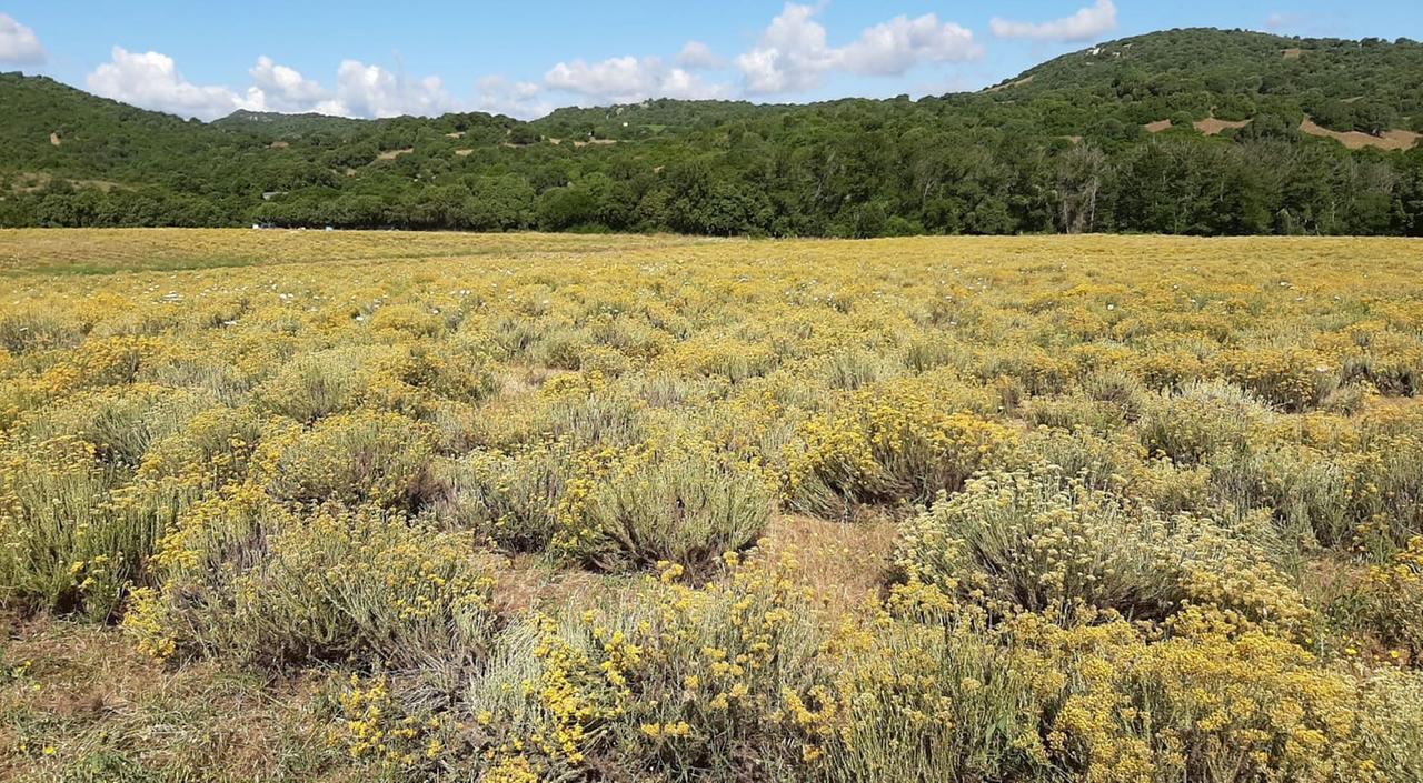 Sardegna terra di erbe officinali: ecco le più diffuse e dove si coltivano