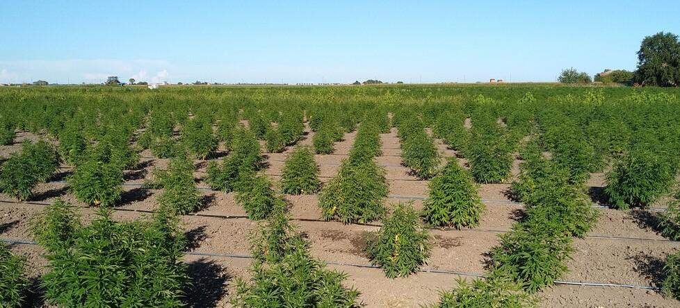 «Canapa, coltura storica». A Ferrara agricoltori in ginocchio