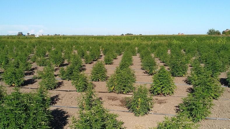 «Canapa, coltura storica». A Ferrara agricoltori in ginocchio