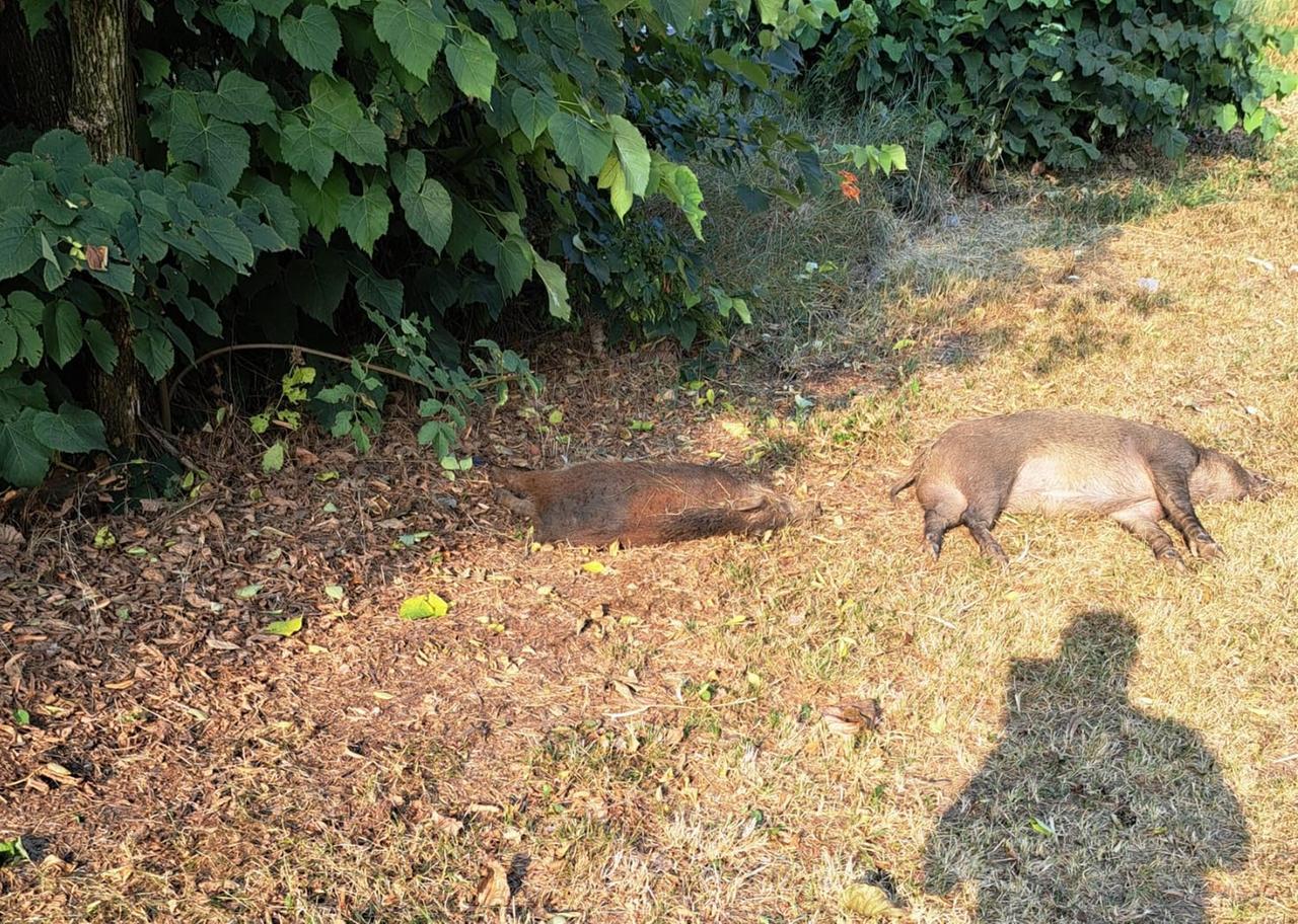 Castelfranco, quattro cinghiali travolti in via Emilia