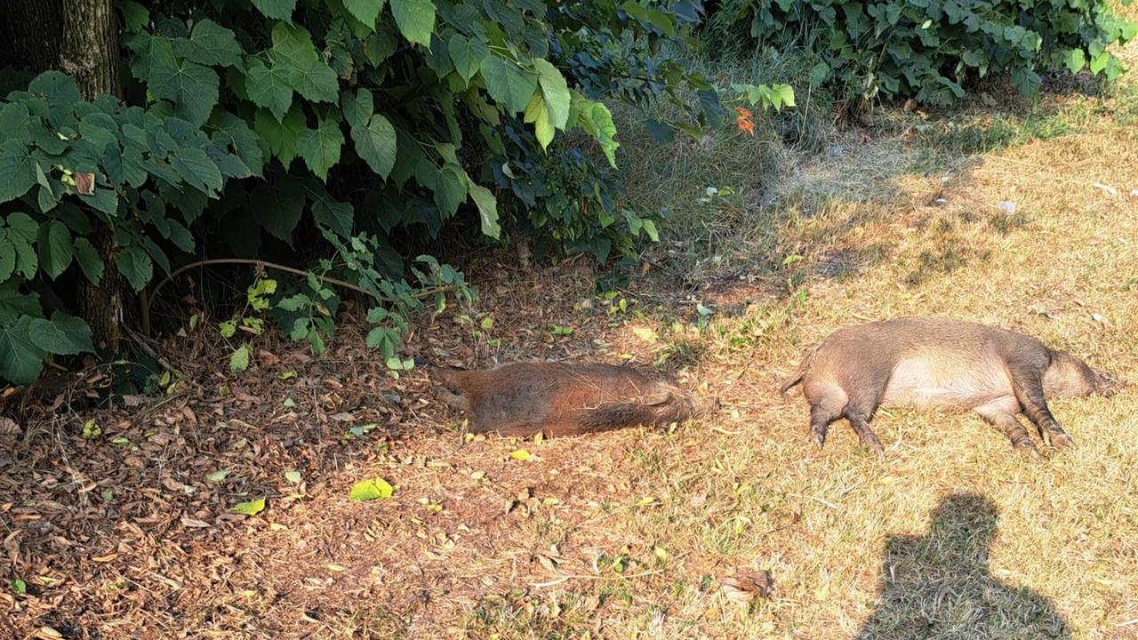 Castelfranco, quattro cinghiali travolti in via Emilia
