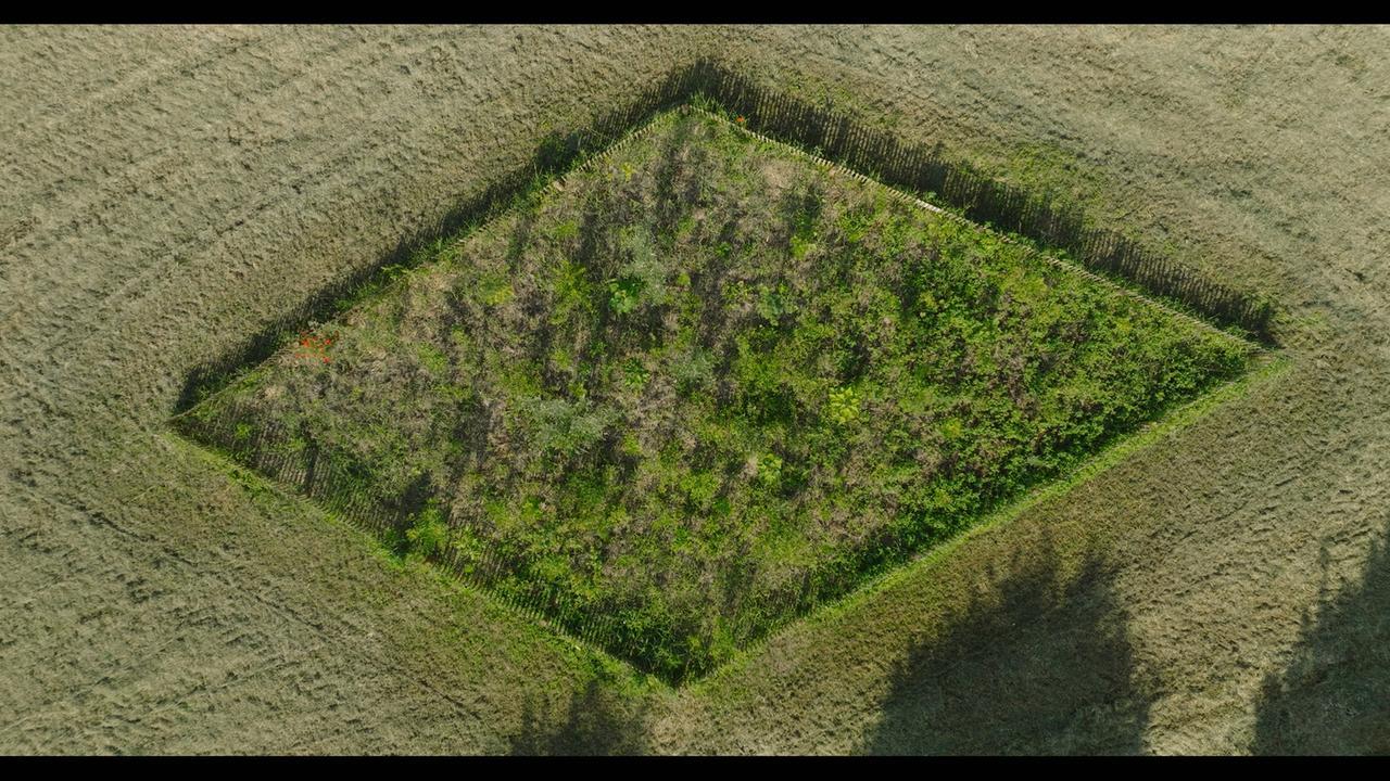Sfalcio ridotto nei parchi contro il calore e per la biodiversità: ecco quali sono