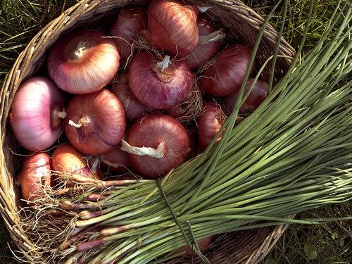A Tramatza c’è la sagra della cipolla