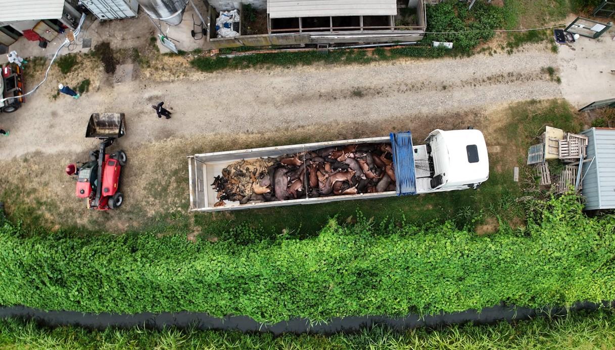 Peste suina: la pandemia è negli allevamenti. Sei focolai, 15mila maiali abbattuti