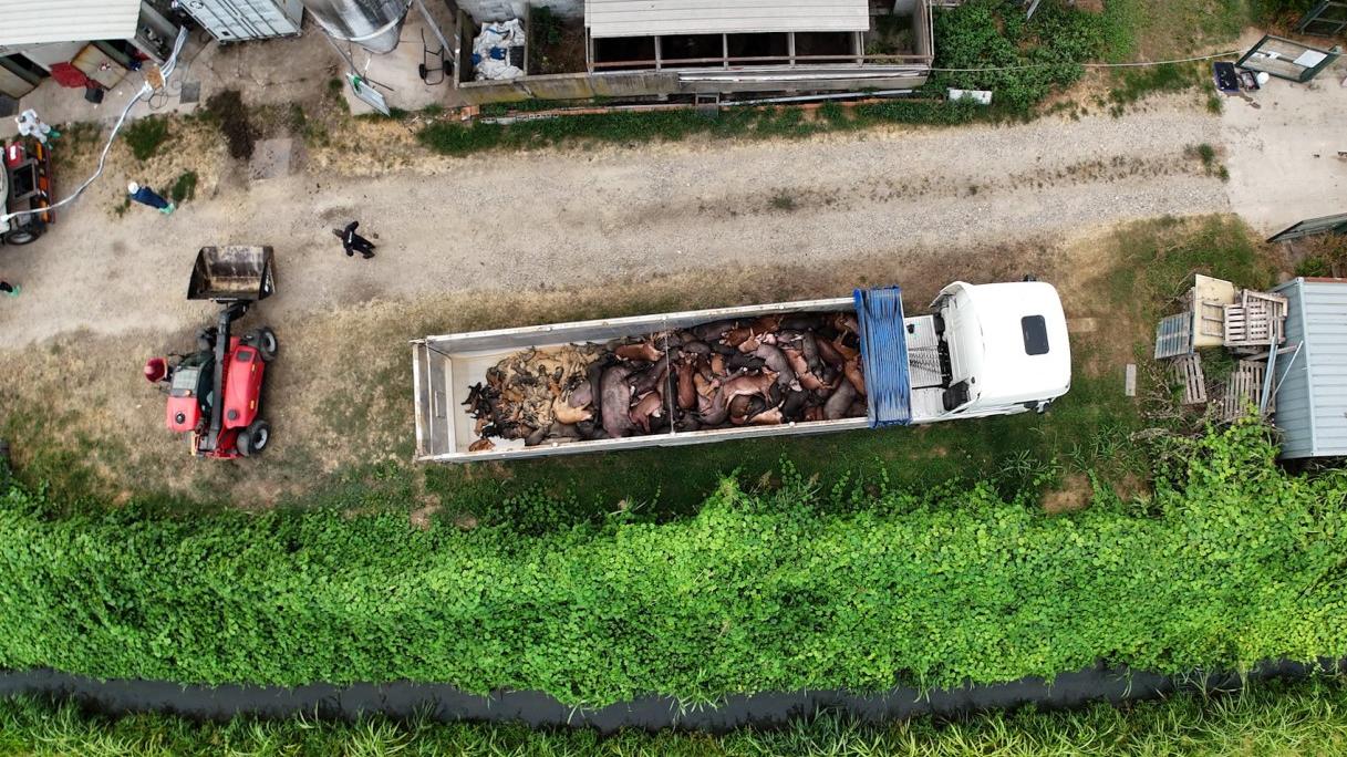 Peste suina: la pandemia è negli allevamenti. Sei focolai, 15mila maiali abbattuti