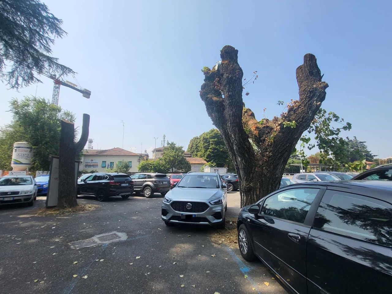 Taglio degli alberi all’ex Zucchi. L’assessora: «Capitozzare non è permesso»