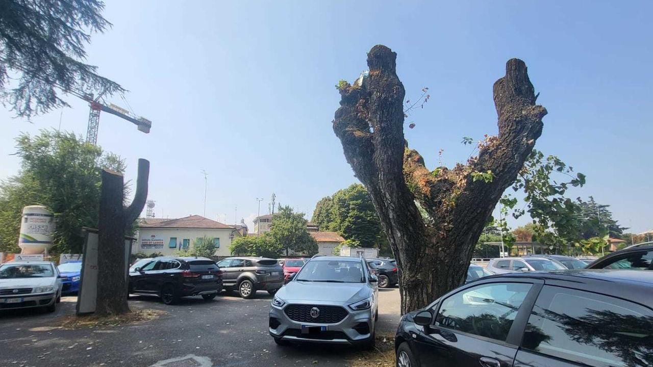 Taglio degli alberi all’ex Zucchi. L’assessora: «Capitozzare non è permesso»
