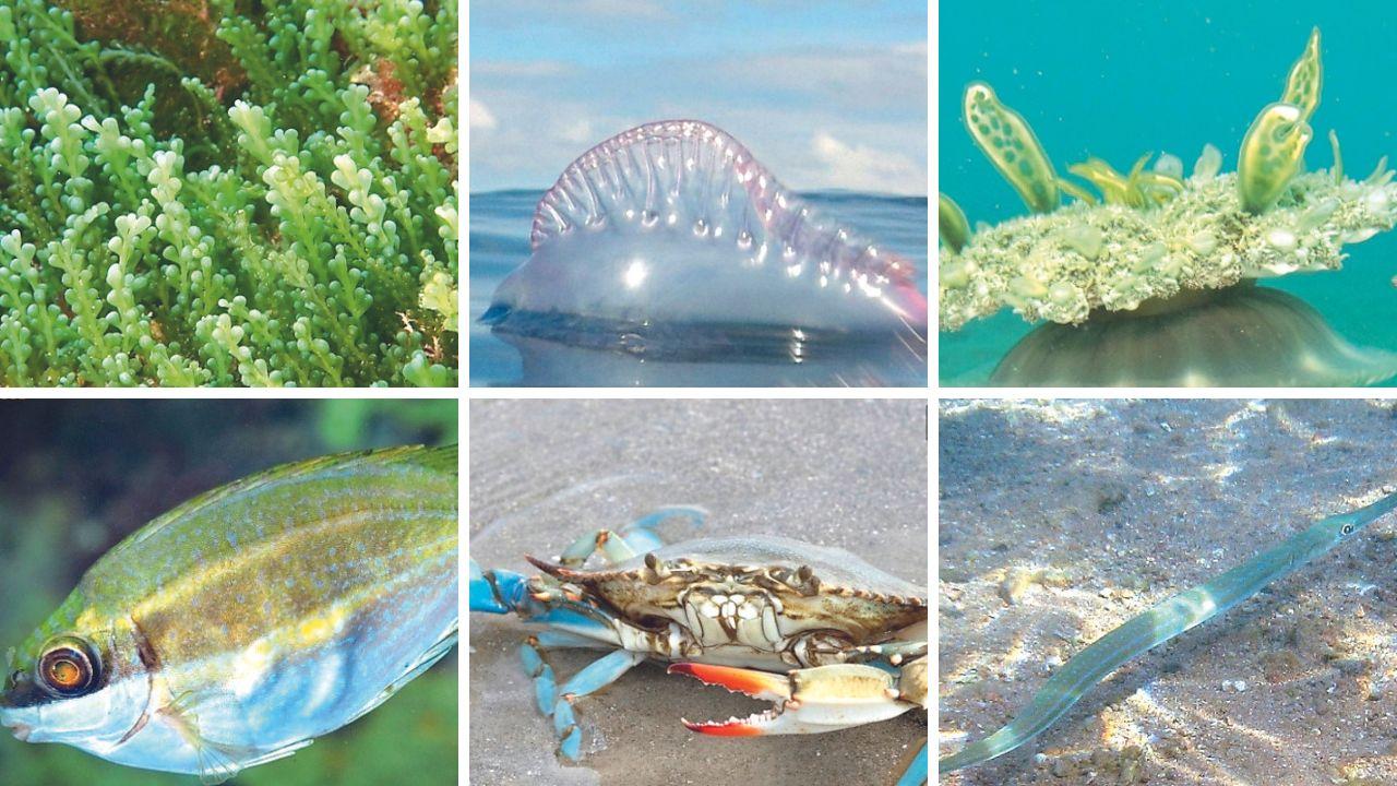 Le specie aliene nei mari toscani