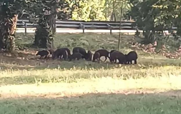 Una famiglia di cinghiali al parco fluviale di Marano