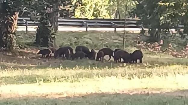 Una famiglia di cinghiali al parco fluviale di Marano