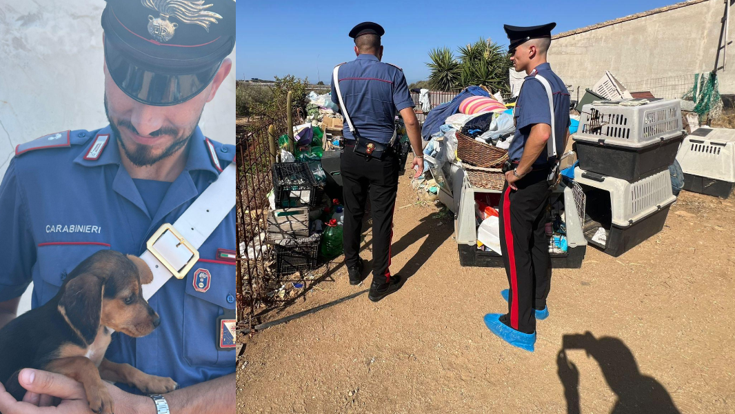 Canile abusivo scoperto a Maracalagonis, 120 cani maltrattati e denutriti