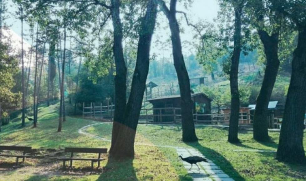 Qi Gong e animazione storica per la prima Domenica in Pinetina