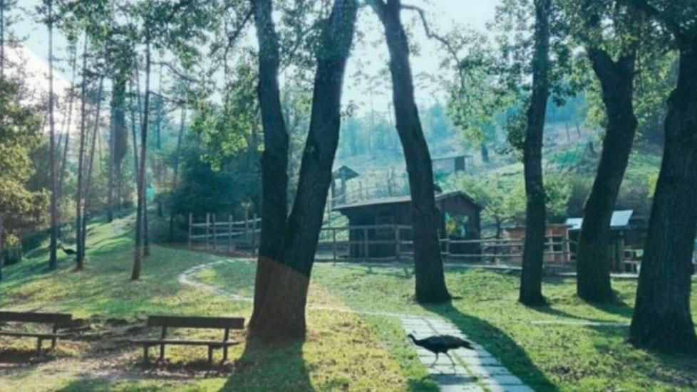 Qi Gong e animazione storica per la prima Domenica in Pinetina