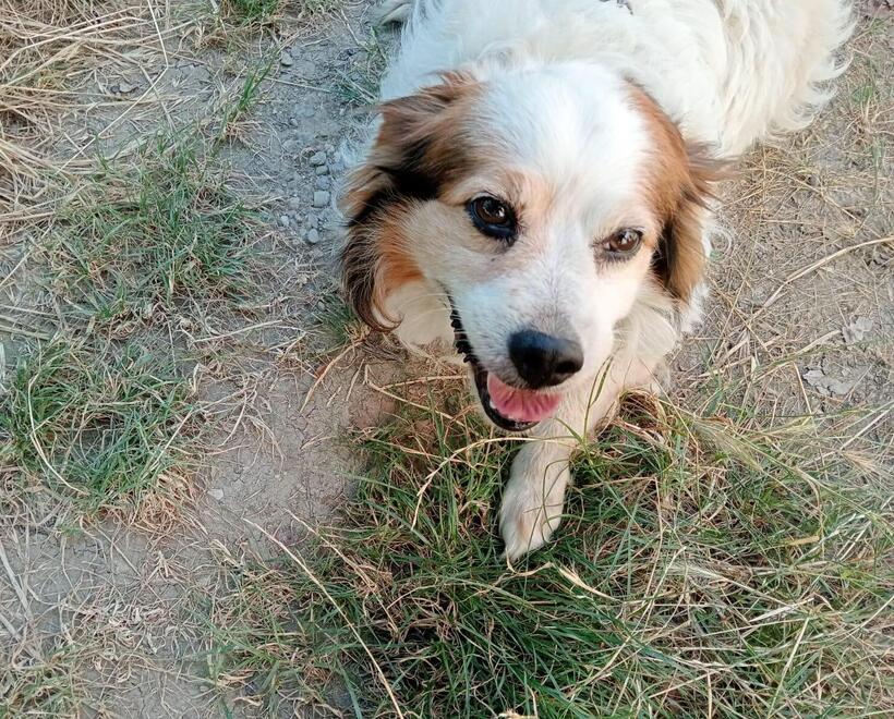 C’è qualcuno per il cane Snoopy? Deve lasciare la sua casa