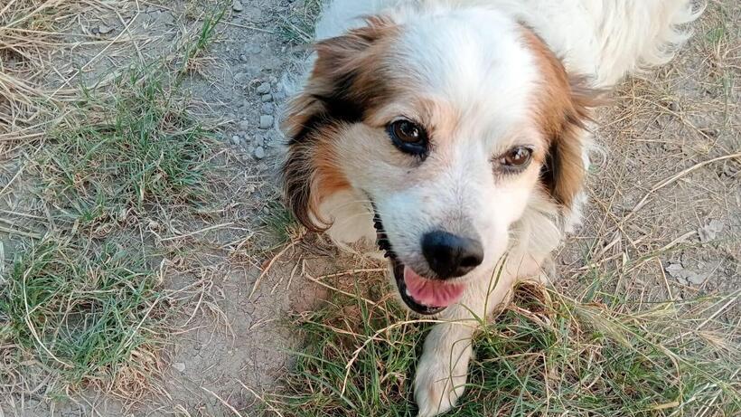 C’è qualcuno per il cane Snoopy? Deve lasciare la sua casa