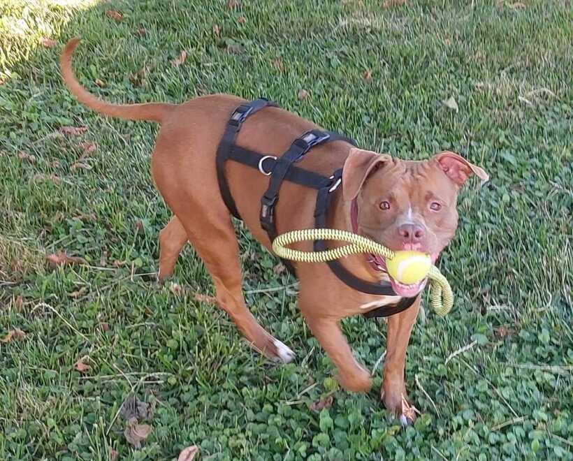 Un’altra occasione per il Pit bull Tokyo o rischia di finire al canile
