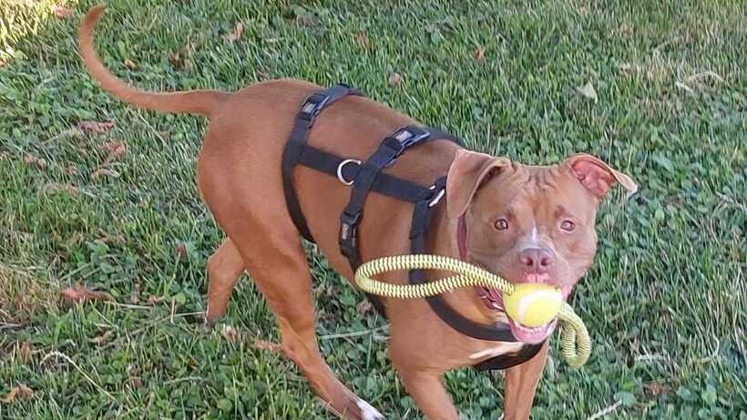 Un’altra occasione per il Pit bull Tokyo o rischia di finire al canile