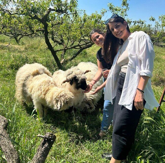 Ferrara, nasce Recufilando: la lana recuperata e colorata con i fiori