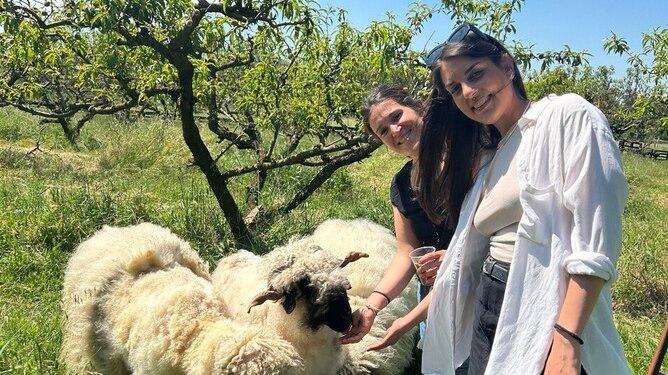Ferrara, nasce Recufilando: la lana recuperata e colorata con i fiori