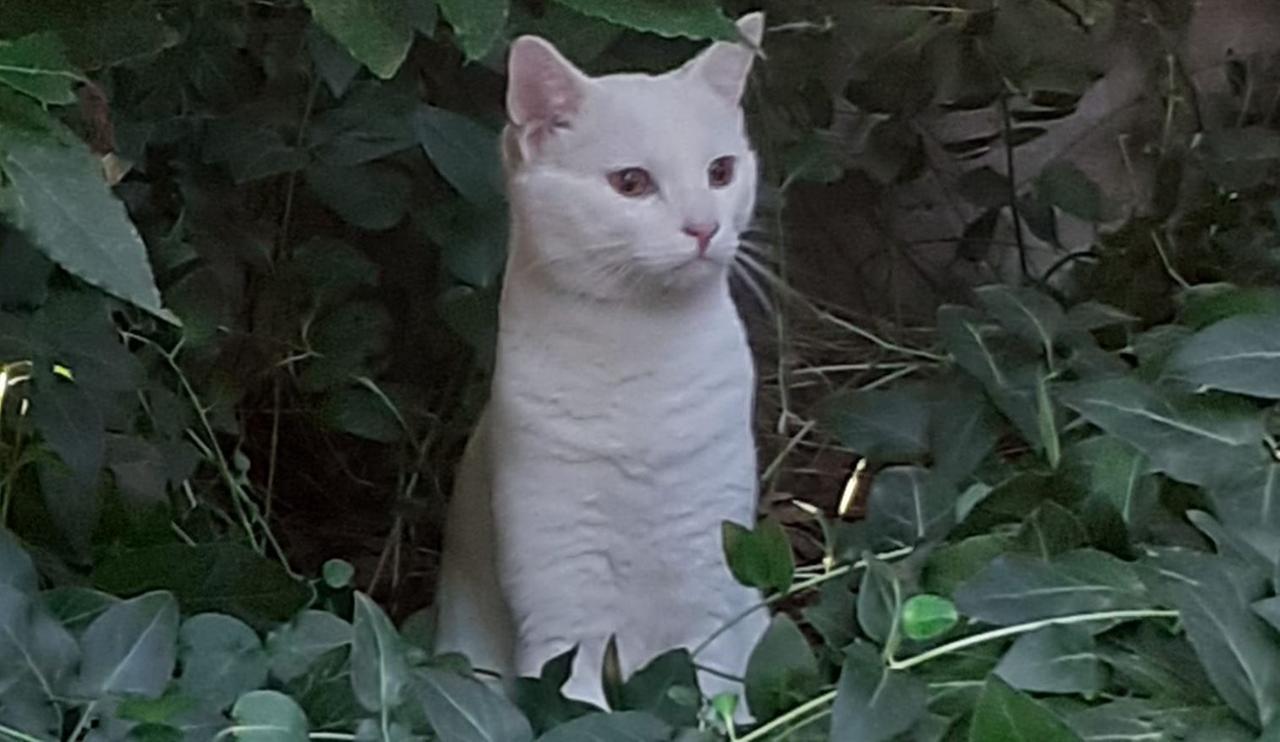 Gatto smarrito a Pontegradella, l’appello per il micio