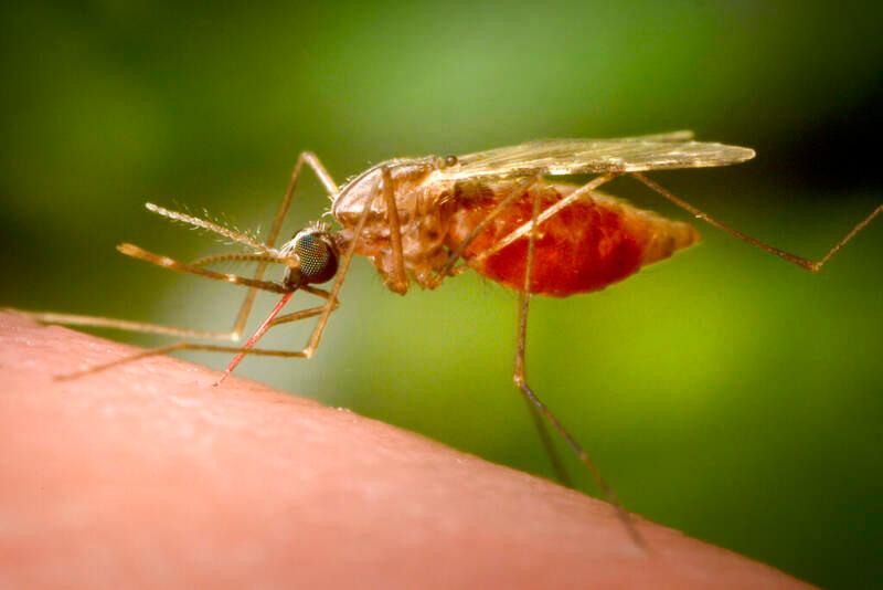 West Nile virus, morto un 89enne ricoverato in ospedale a Carpi