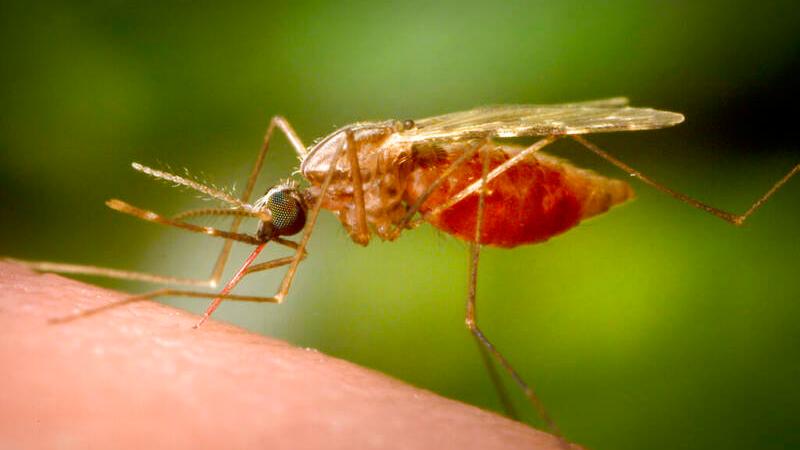 West Nile virus, morto un 89enne ricoverato in ospedale a Carpi