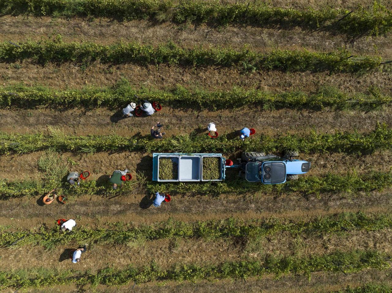 
	Un momento di una vendemmia

