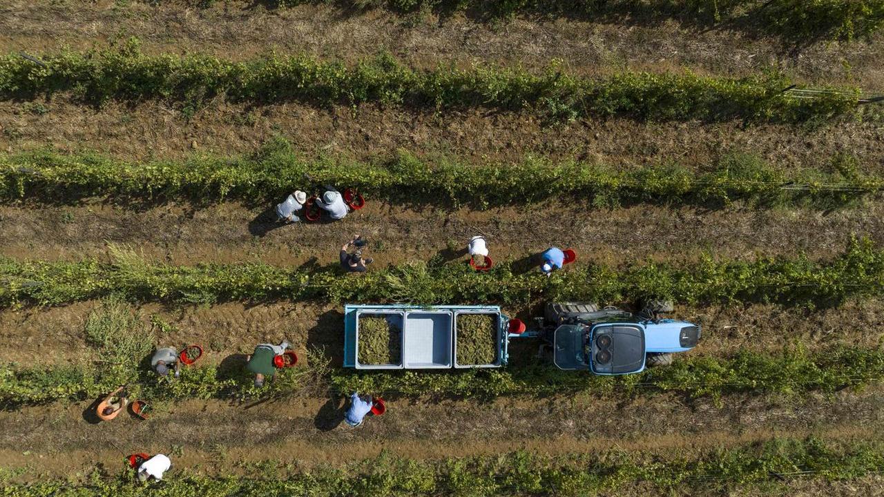 Un momento di una vendemmia