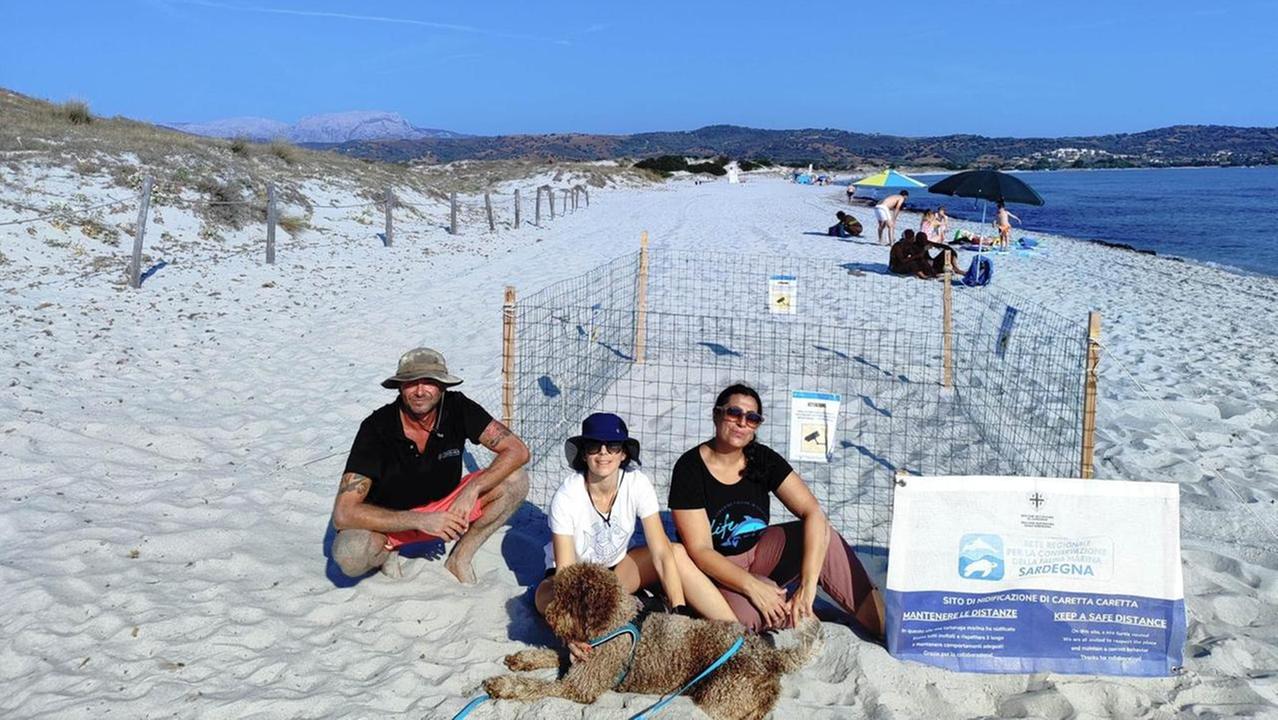 Il nido di Caretta caretta sulla spiaggia di Capo Comino