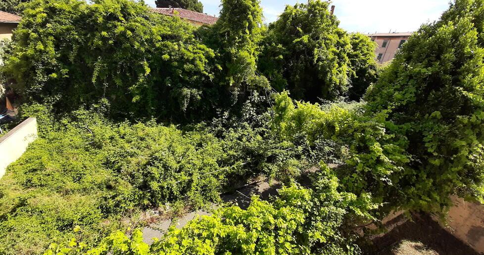 
	Capannoni ed edifici ingoiati dal verde degli ex Macelli

