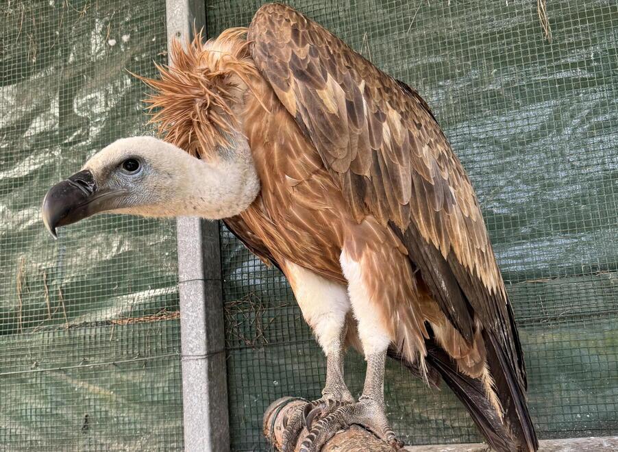 Salvato in Garfagnana un grifone avvelenato dal piombo: perché gli uccelli s'intossicano