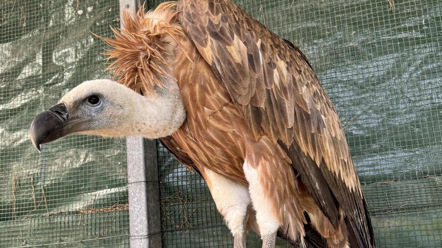 Salvato in Garfagnana un grifone avvelenato dal piombo: perché gli uccelli s'intossicano