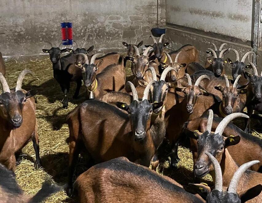 
	Alla scoperta dell’azienda “della Selva Romanesca”: capre di successo a Frassinoro
