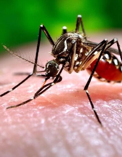 Lucca, Chikungunya: un caso in città: scatta subito la disinfestazione<br>
