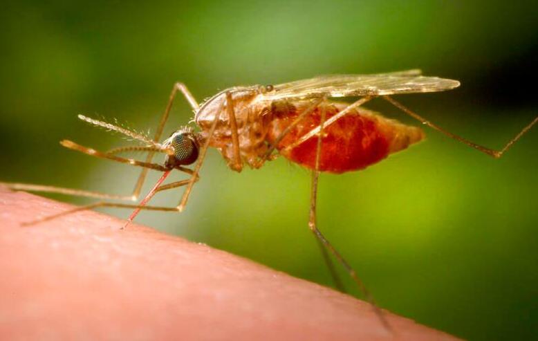 Anziano morto di West Nile a Carpi, scontro sulle disinfestazioni