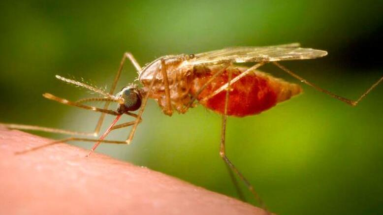 Anziano morto di West Nile a Carpi, scontro sulle disinfestazioni