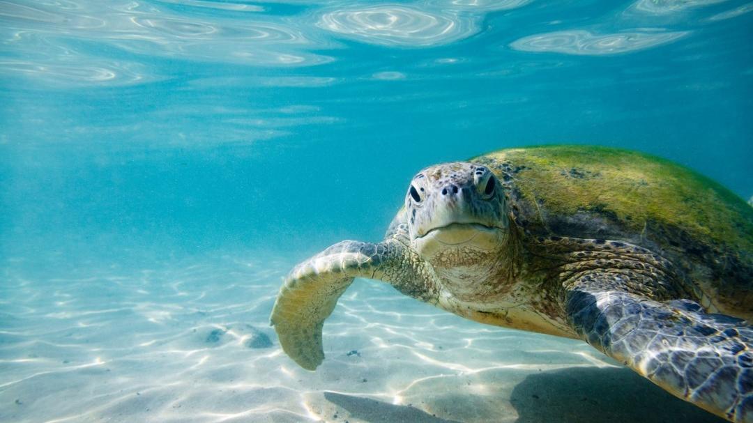 Mar Mediterraneo sempre più caldo: le tartarughe nidificano più a nord