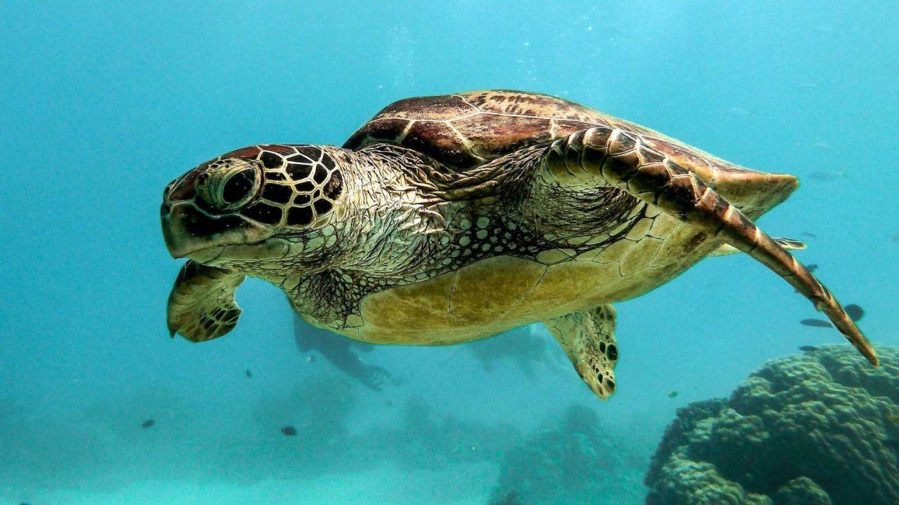 
	La tartaruga Caretta Caretta

