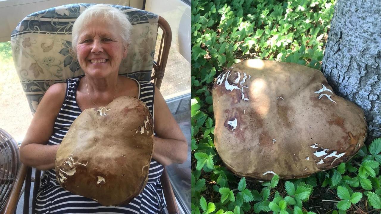 Trova un fungo porcino da record al lago Santo di Modena