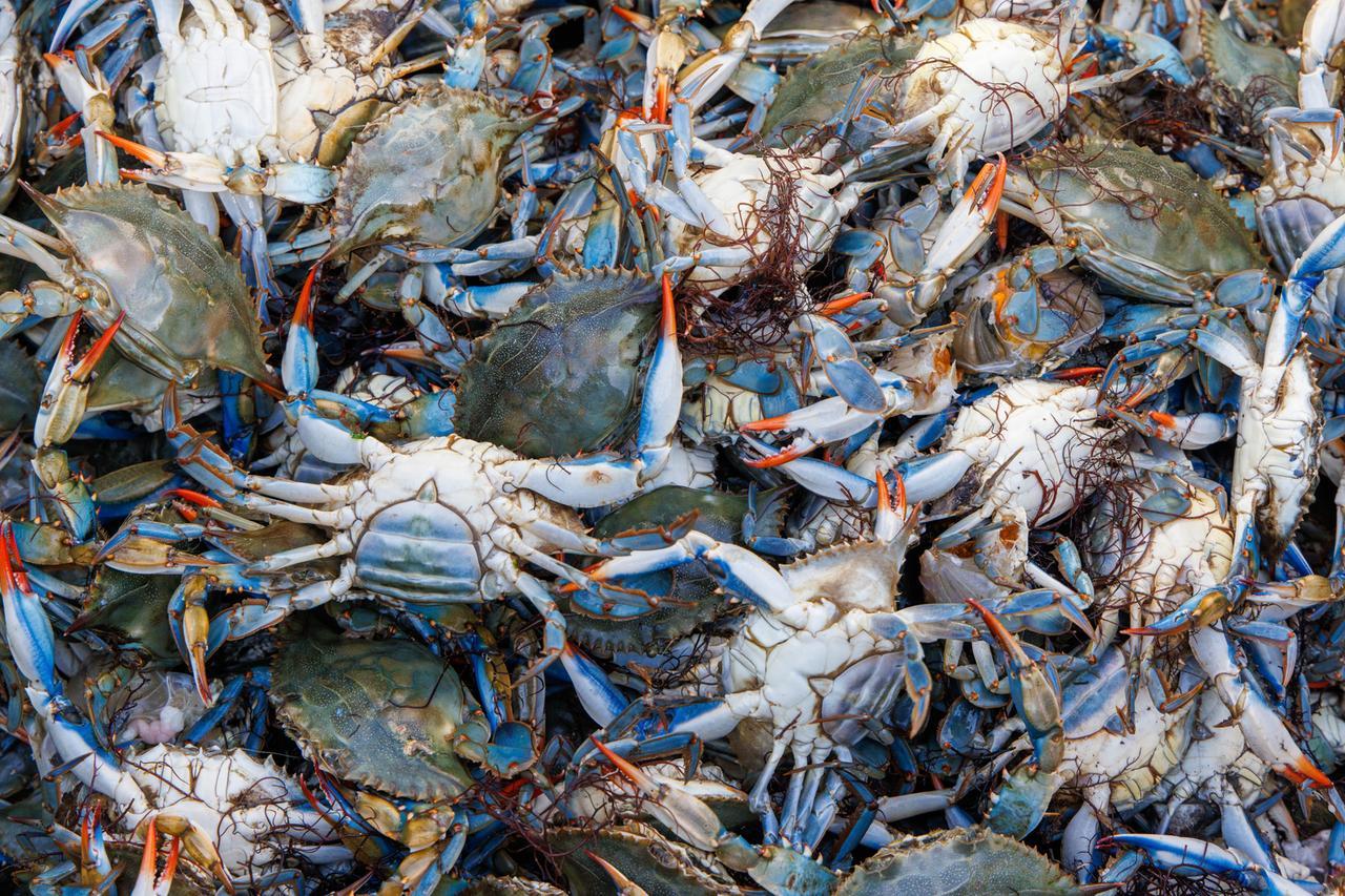 Granchio Blu, i danni sulla costa Toscana e cosa si può ancora fare per fermarlo