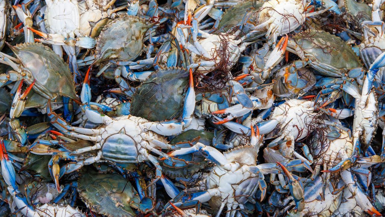 Granchio Blu, i danni sulla costa Toscana e cosa si può ancora fare per fermarlo