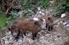 Ozieri, appostato con un fucile a led in attesa dei cinghiali: bracconiere denunciato dai carabinieri