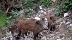 Ozieri, appostato con un fucile a led in attesa dei cinghiali: bracconiere denunciato dai carabinieri
