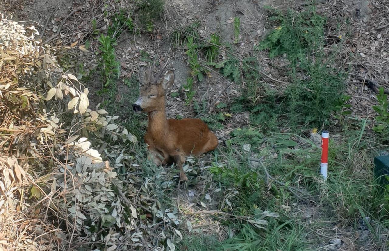 Livorno, capriolo precipita in una scarpata e viene salvato dai volontari