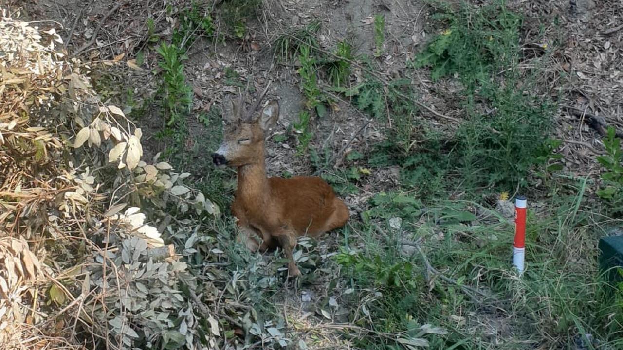 Livorno, capriolo precipita in una scarpata e viene salvato dai volontari