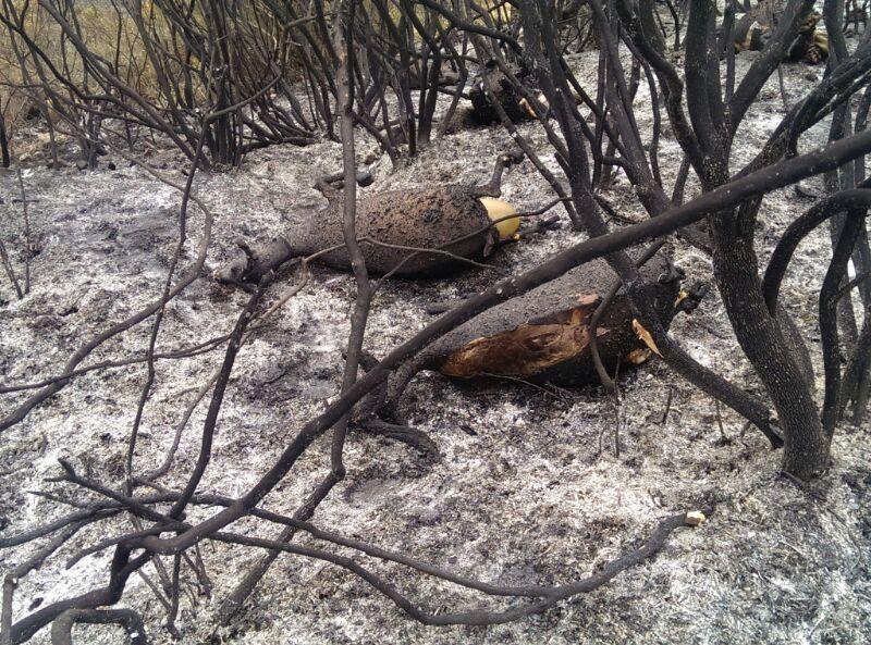 -
Incendi nell'oristanese   carcasse di animali morti carbonizzati tra le fiamme 