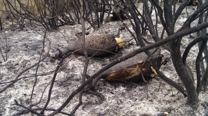 -
Incendi nell'oristanese carcasse di animali morti carbonizzati tra le fiamme