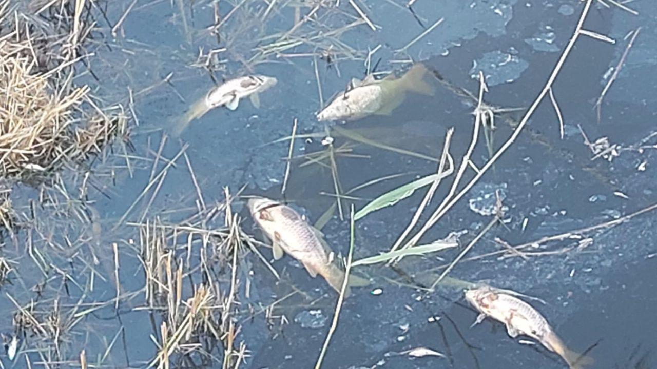 
	Alcuni pesci morti

