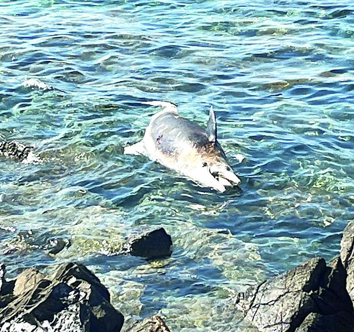 
	Il delfino trovato morto al largo di Quercianella

