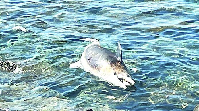Il delfino trovato morto al largo di Quercianella